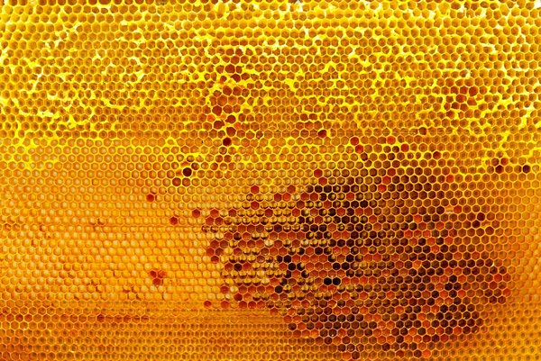 Bal peteklerinin dokusu yakınlaşıyor. Kovandan sarı balmumu petekler.