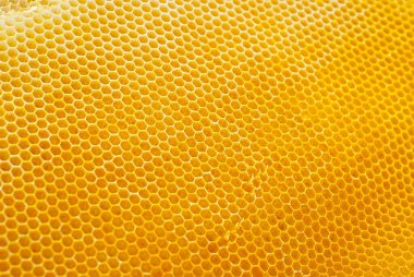 Bal peteklerinin dokusu yakınlaşıyor. Kovandan sarı balmumu petekler.