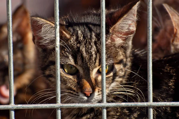 Das Grau Gestreifte Kätzchen Wartet Darauf Dass Sein Neues Herrchen — Stockfoto