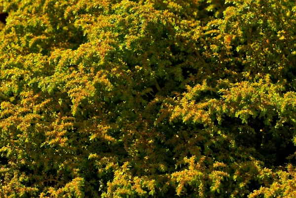 Textur Små Gröna Vaser Små Gröna Blad Nära Håll Kryddor — Stockfoto