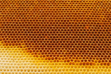 Bal peteklerinin dokusu yakınlaşıyor. Kovandan sarı balmumu petekler.