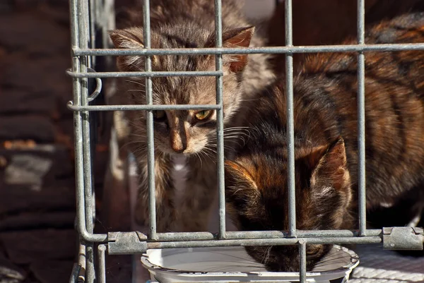 灰色の縞模様の子猫は 彼の新しいマスターが動物保護施設から取られるのを待っています 猫は檻の中で休んでいる — ストック写真