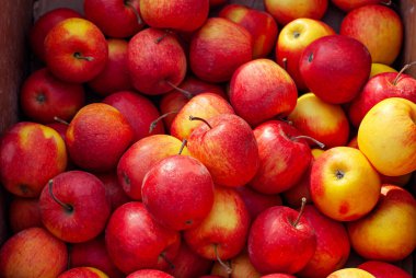 Kutuda bir sürü kırmızı ve sarı elma var. Yuvarlak elmaların dokusu kapanıyor. Markette ve süpermarkette meyve satışı.