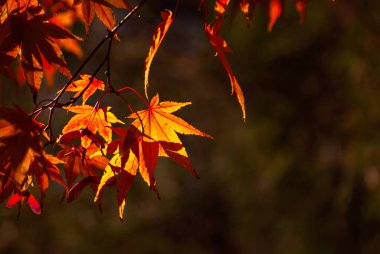 Akçaağaç dalında yapraklar. Sarı, kırmızı ve turuncu yapraklar güneşte parlıyor. Sonbahar güneşli bir gün.