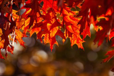 Akçaağaç dalında yapraklar. Sarı, kırmızı ve turuncu yapraklar güneşte parlıyor. Sonbahar güneşli bir gün.