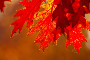 Akçaağaç dalında yapraklar. Sarı, kırmızı ve turuncu yapraklar güneşte parlıyor. Sonbahar güneşli bir gün.