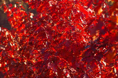 Akçaağaç dalında yapraklar. Sarı, kırmızı ve turuncu yapraklar güneşte parlıyor. Sonbahar güneşli bir gün.