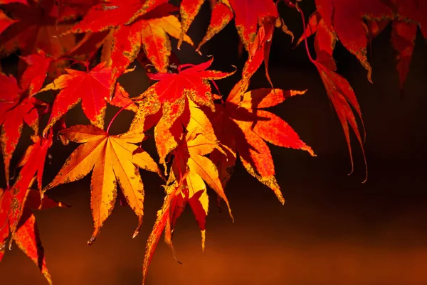 Maple Leaves Tree Branch Yellow Red Orange Leaves Glow Sun — Foto de Stock