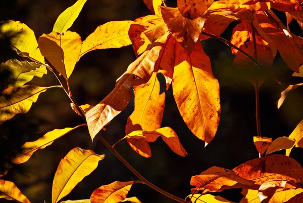 Walnut Leaves Tree Branch Yellow Red Orange Leaves Glow Sun — Stock Photo, Image