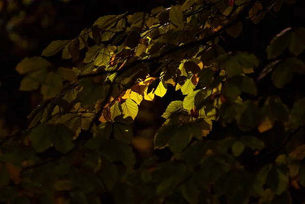 Leaves Tree Branch Yellow Red Orange Leaves Glow Sun Autumn — Foto de Stock