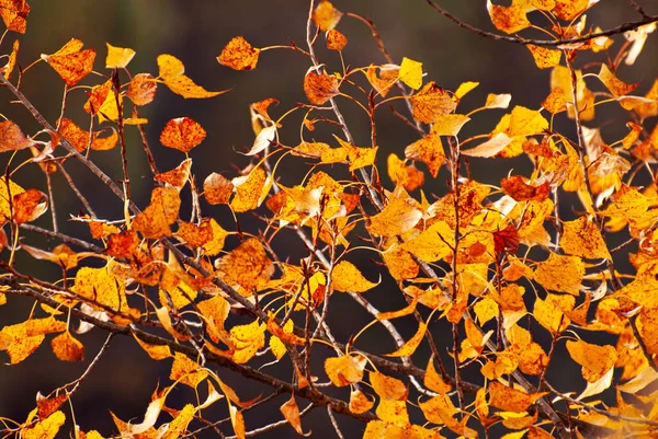 Linden Leaves Tree Branch Yellow Red Orange Leaves Glow Sun —  Fotos de Stock