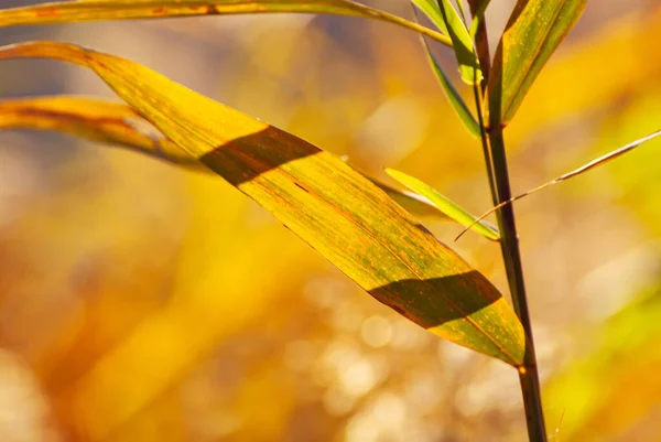 Liście Gałęzi Drzewa Żółte Czerwone Pomarańczowe Liście Świecą Słońcu Jesienny — Zdjęcie stockowe