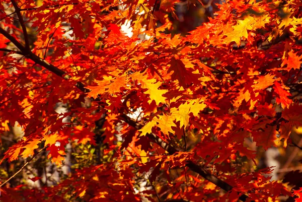 Maple Leaves Tree Branch Yellow Red Orange Leaves Glow Sun — Fotografia de Stock