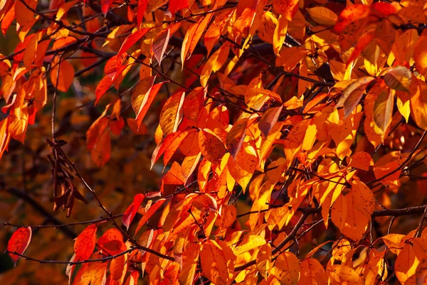 Leaves Tree Branch Yellow Red Orange Leaves Glow Sun Autumn — Foto de Stock