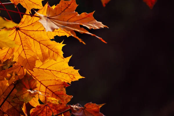 Maple Leaves Tree Branch Yellow Red Orange Leaves Glow Sun Stockfoto