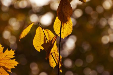 Ağaç dalında yapraklar. Sarı, kırmızı ve turuncu yapraklar güneşte parlıyor. Sonbahar güneşli bir gün.