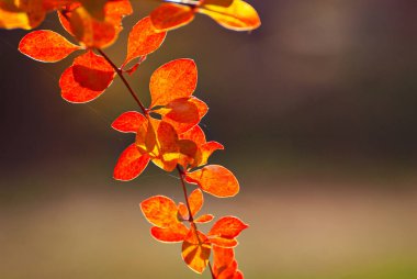 Turuncu ve kırmızı yapraklar yakın plan. Böğürtlen çalılarına yakın çekim. Sonbahar bahçesi. Sonbahar güneş ışığı.