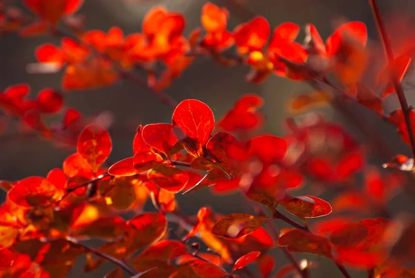 Orange Red Leaves Close Close Barberry Bushes Autumn Garden Autumn — Φωτογραφία Αρχείου