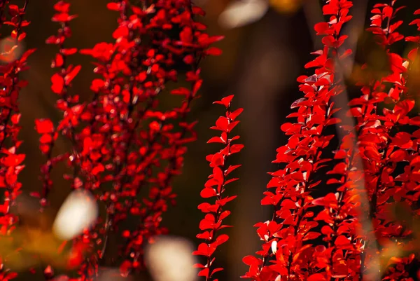 Orange Red Leaves Close Close Barberry Bushes Autumn Garden Autumn — Foto Stock