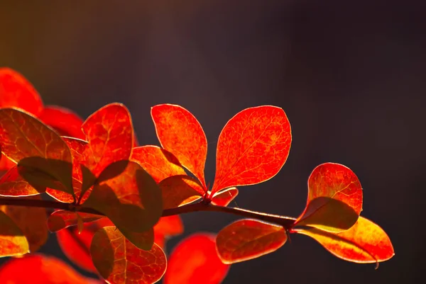 Orange Red Leaves Close Close Barberry Bushes Autumn Garden Autumn — Stock Photo, Image