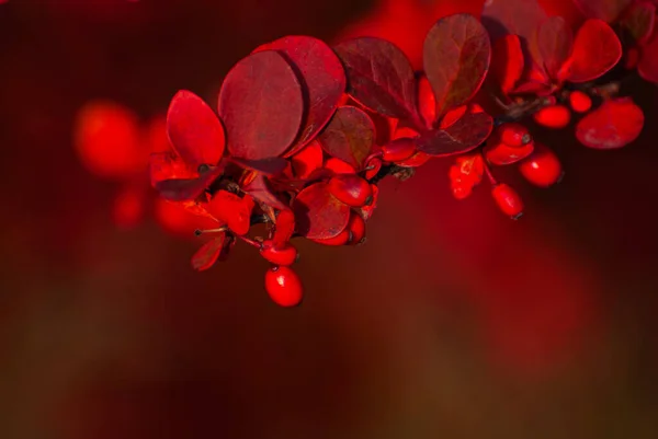 Orange Red Leaves Close Close Barberry Bushes Autumn Garden Red — Stock Photo, Image