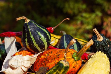 Bir yığın balkabağı. Sarı, yeşil, turuncu balkabağı yakından. Sonbahar, tatil ve Cadılar Bayramı konsepti.