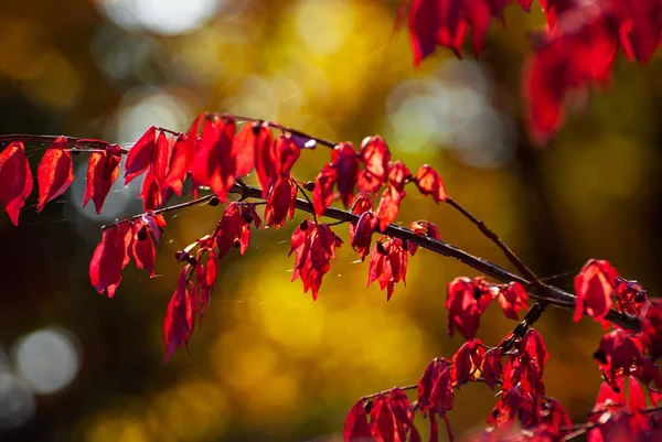 Leaves Tree Branch Yellow Red Orange Leaves Glow Sun Autumn — Foto de Stock