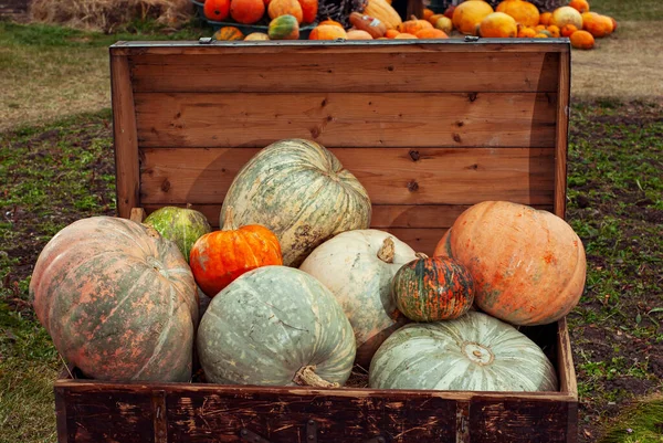 Yellow Orange Pumpkins Fair Pumpkins Baskets Boxes Many Different Pumpkins — ストック写真