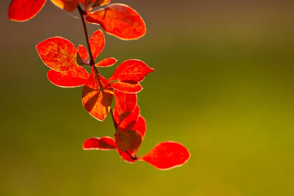 Orange Red Leaves Close Close Barberry Bushes Autumn Garden Autumn — Stock Photo, Image