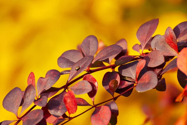 Orange Red Leaves Close Close Barberry Bushes Autumn Garden Autumn — Stock Photo, Image