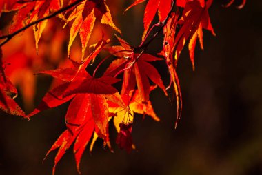 Akçaağaç dalında yapraklar. Sarı, kırmızı ve turuncu yapraklar güneşte parlıyor. Sonbahar güneşli bir gün.