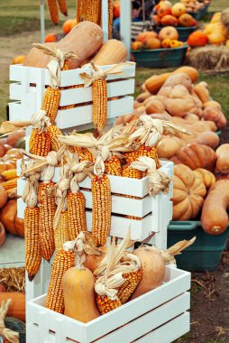 Yellow and orange pumpkins at the fair. Pumpkins in baskets and boxes. Many different pumpkins for sale. Concept of autumn, harvest and celebration.