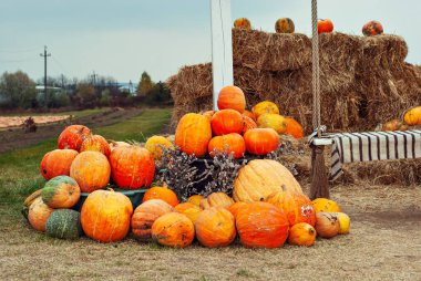 Yellow and orange pumpkins at the fair. Pumpkins in baskets and boxes. Many different pumpkins for sale. Concept of autumn, harvest and celebration.