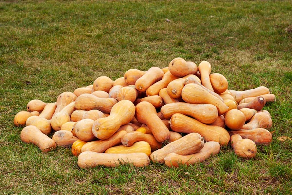 Yellow and orange pumpkins in the field. Pumpkins in the grass and on the garden bed. Many pumpkins in a row. The concept of autumn, harvest and celebration.