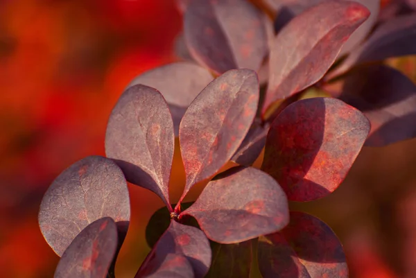 Orange Red Leaves Close Close Barberry Bushes Autumn Garden Autumn — Stock Photo, Image