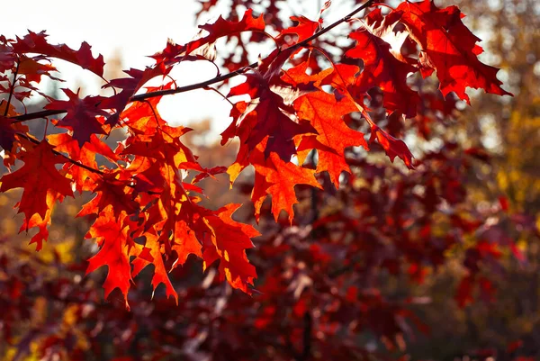 Maple Leaves Tree Branch Yellow Red Orange Leaves Glow Sun — Foto de Stock