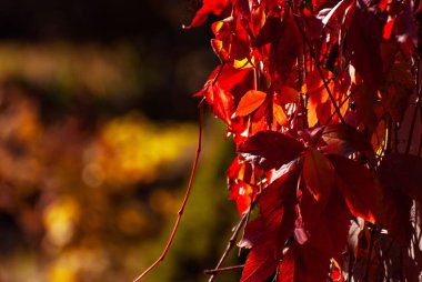 Ağaç dalında yapraklar. Sarı, kırmızı ve turuncu yapraklar güneşte parlıyor. Sonbahar güneşli bir gün.