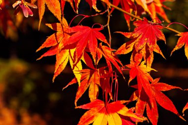Akçaağaç dalında yapraklar. Sarı, kırmızı ve turuncu yapraklar güneşte parlıyor. Sonbahar güneşli bir gün.