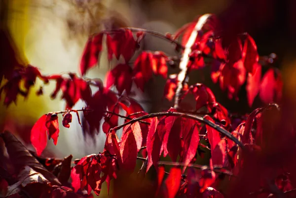 Leaves Tree Branch Yellow Red Orange Leaves Glow Sun Autumn — Stock Photo, Image
