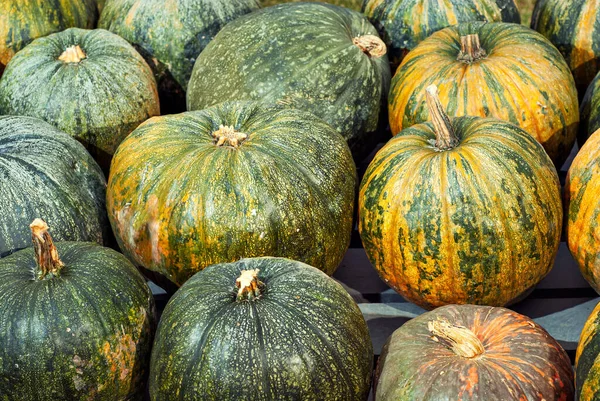 Yellow and orange pumpkins in the field. Pumpkins in the grass and on the garden bed. Many pumpkins in a row. The concept of autumn, harvest and celebration.