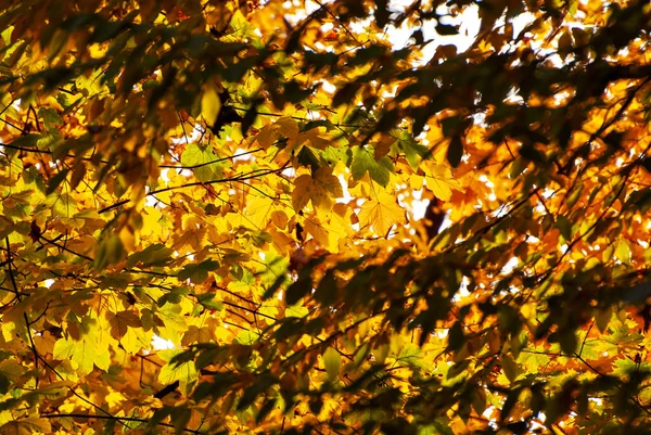 Ağaç dalında yapraklar. Sarı, kırmızı ve turuncu yapraklar güneşte parlıyor. Sonbahar güneşli bir gün.