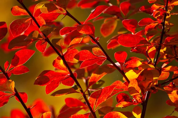 Orange Red Leaves Close Close Barberry Bushes Autumn Garden Autumn — Foto de Stock