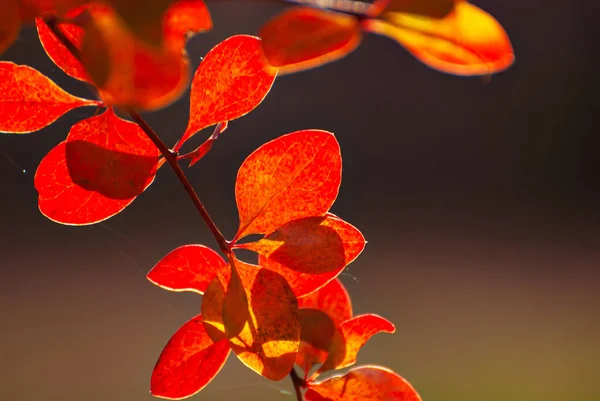 Orange Red Leaves Close Close Barberry Bushes Autumn Garden Autumn — Stock Photo, Image