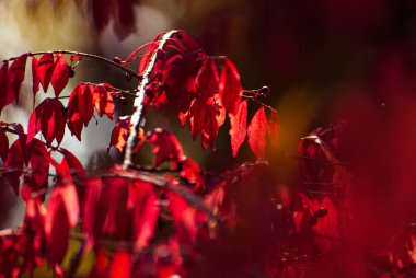 Ağaç dalında ahududu yaprakları. Sarı, kırmızı ve turuncu yapraklar güneşte parlıyor. Sonbahar güneşli bir gün.
