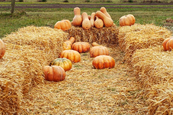 Yellow and orange pumpkins in the field. Pumpkins in the grass and on the garden bed. Many pumpkins in a row. The concept of autumn, harvest and celebration.