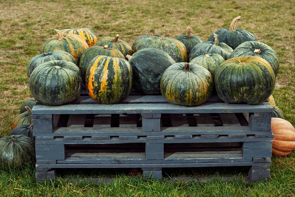 Yellow and orange pumpkins in the field. Pumpkins in the grass and on the garden bed. Many pumpkins in a row. The concept of autumn, harvest and celebration.