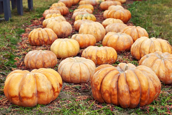 Yellow and orange pumpkins in the field. Pumpkins in the grass and on the garden bed. Many pumpkins in a row. The concept of autumn, harvest and celebration.