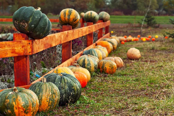 Yellow and orange pumpkins in the field. Pumpkins in the grass and on the garden bed. Many pumpkins in a row. The concept of autumn, harvest and celebration.