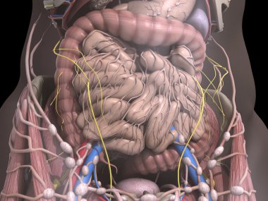 The internal organs