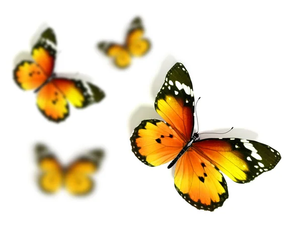 Butterfly — Stock Photo, Image